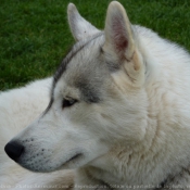 Photo de Husky siberien