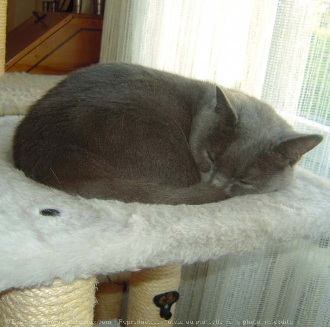 Photo de Chartreux