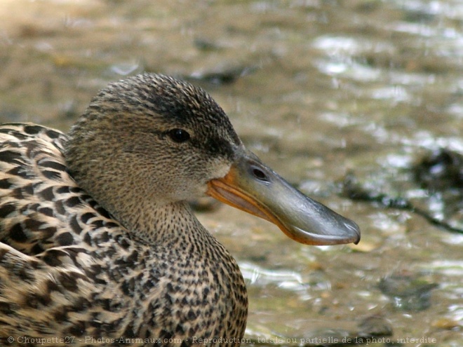 Photo de Canard colvert