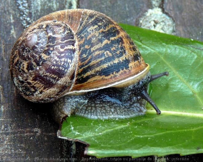 Photo d'Escargot