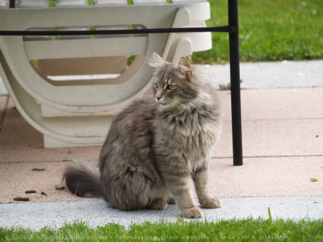 Photo d'Angora turc