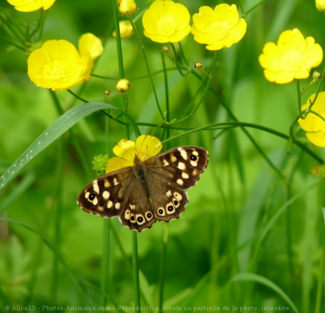 Photo de Papillon