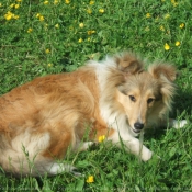 Photo de Chien de berger des shetland