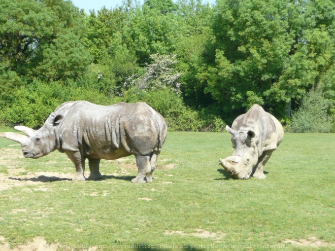 Photo de Rhinocros