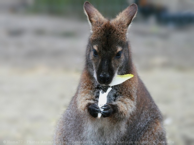 Photo de Wallaby