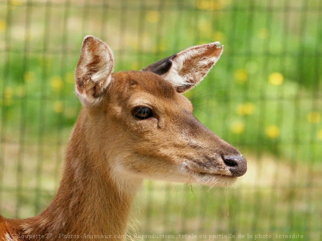 Photo de Biche