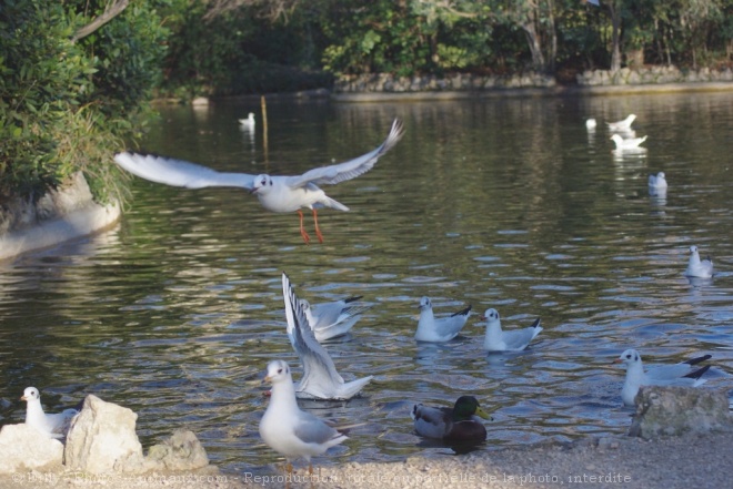 Photo de Mouette