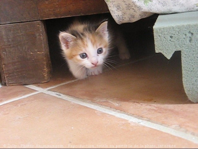 Photo de Chat domestique