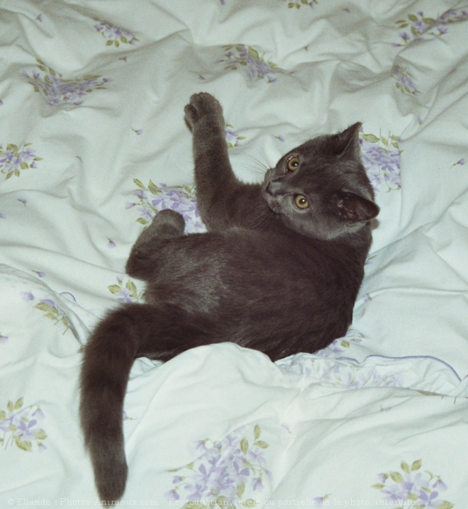 Photo de Chartreux