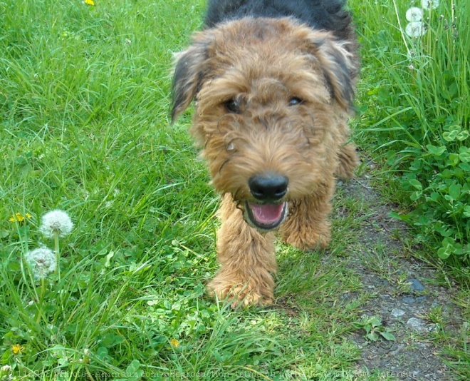 Photo d'Airedale terrier