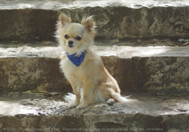 Photo de Chihuahua  poil long