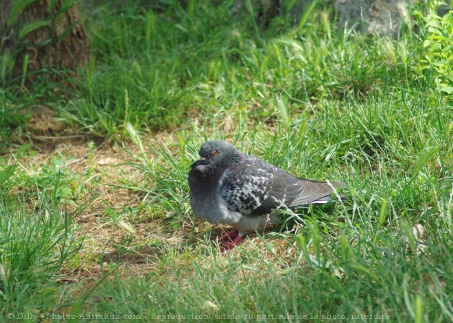 Photo de Pigeon