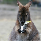 Photo de Wallaby