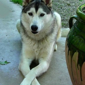 Photo de Husky siberien