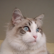 Photo de Ragdoll