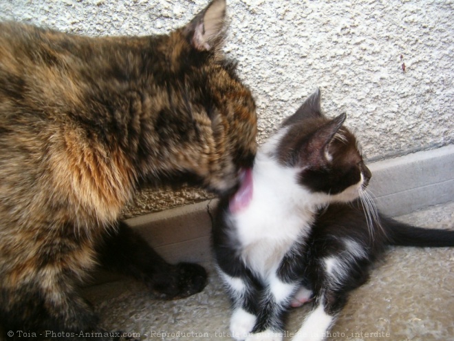 Photo de Chat domestique