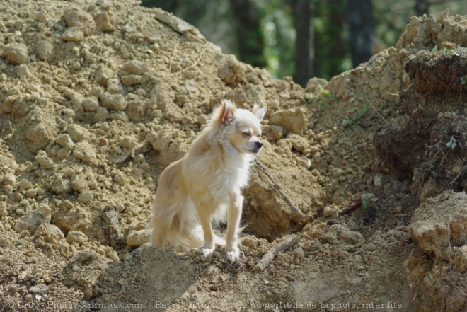 Photo de Chihuahua  poil long