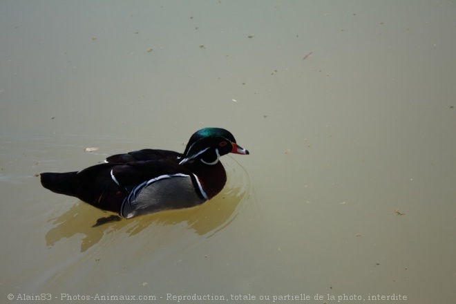 Photo de Canard carolin