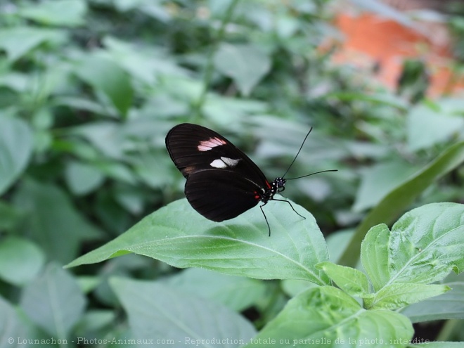 Photo de Papillon