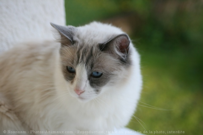 Photo de Ragdoll