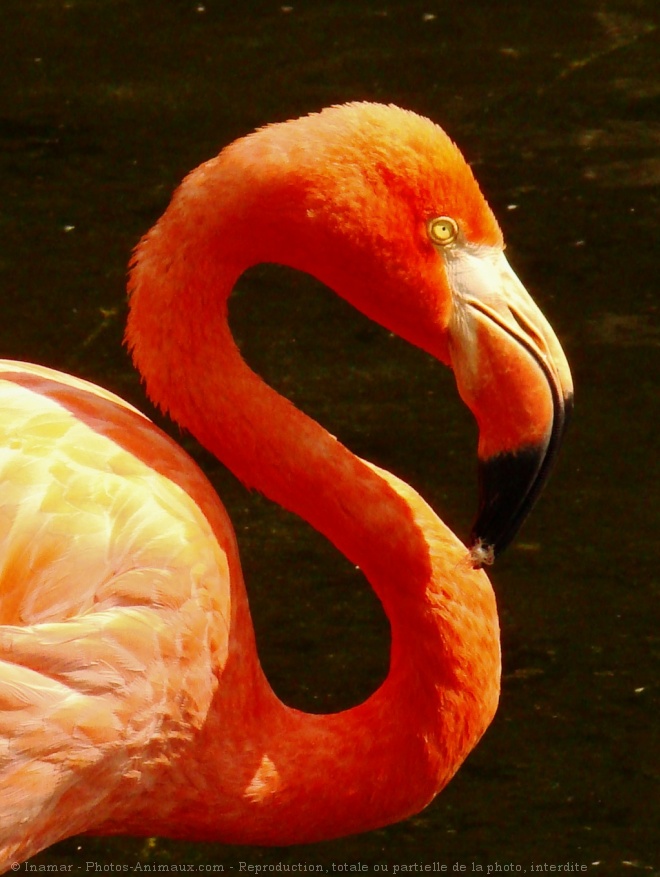 Photo de Flamand rose