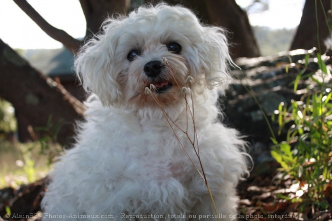 Photo de Bichon maltais