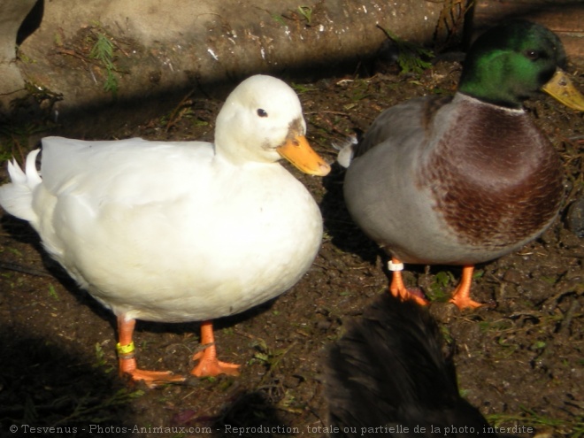 Photo de Canard colvert