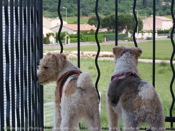 Photo de Fox terrier  poil dur