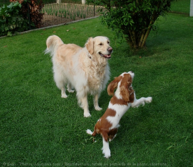 Photo de Races diffrentes