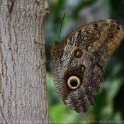 Photo de Papillon - hibou