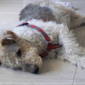 Photo de Fox terrier  poil dur