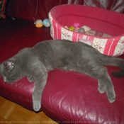 Photo de Chartreux