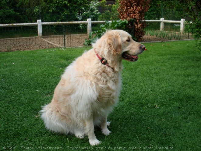 Photo de Golden retriever