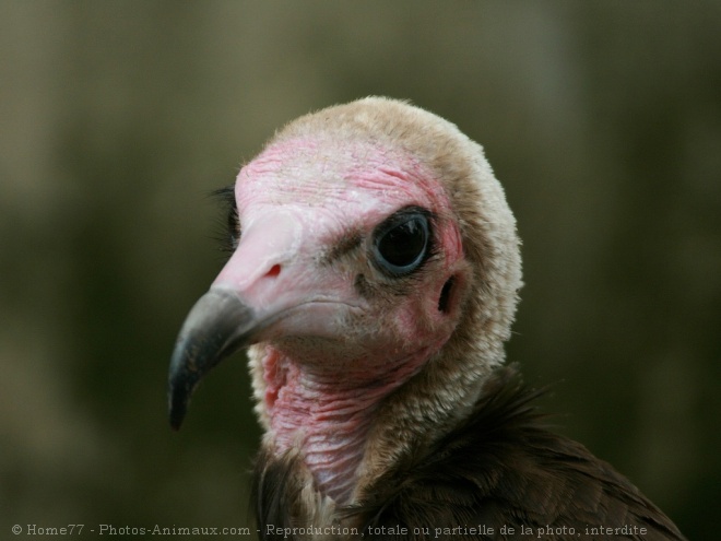 Photo de Vautour charognard