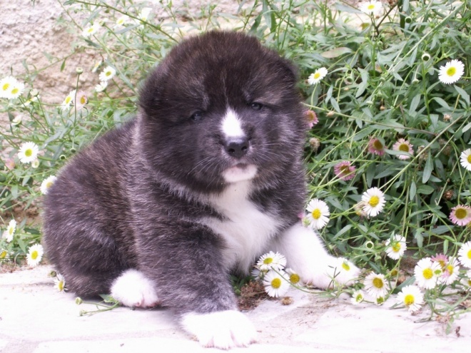 Photo d'Akita inu