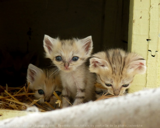 Photo de Chat des sables