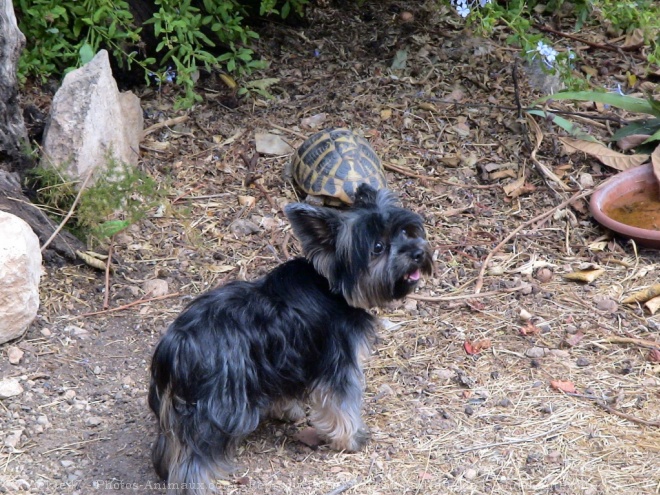 Photo de Yorkshire terrier