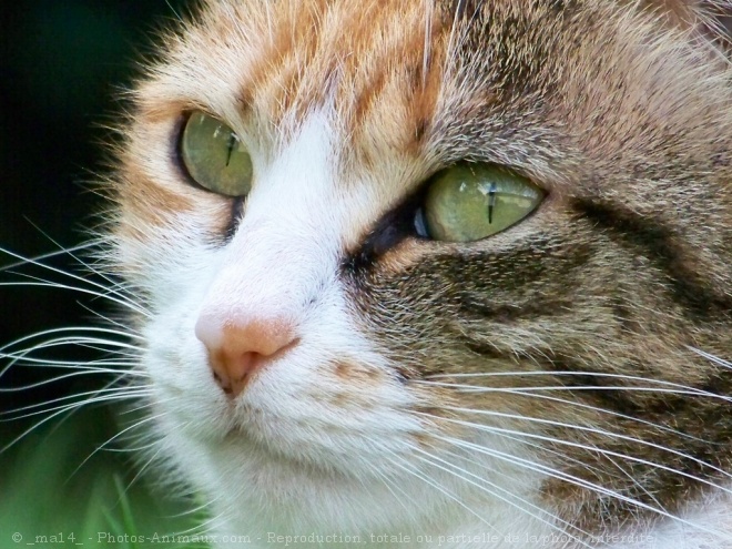 Photo de Chat domestique