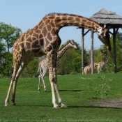 Photo de Girafe