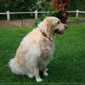 Photo de Golden retriever