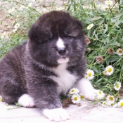 Photo d'Akita inu