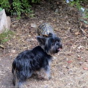 Photo de Yorkshire terrier