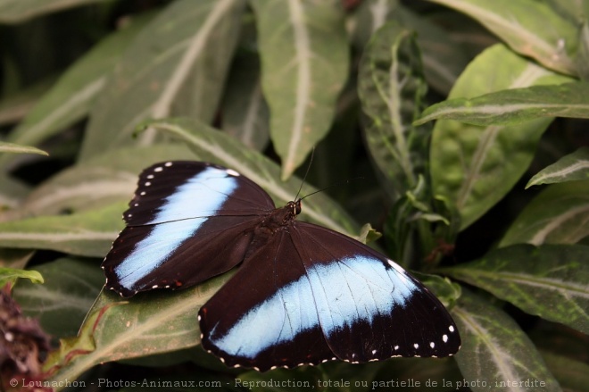 Photo de Papillon