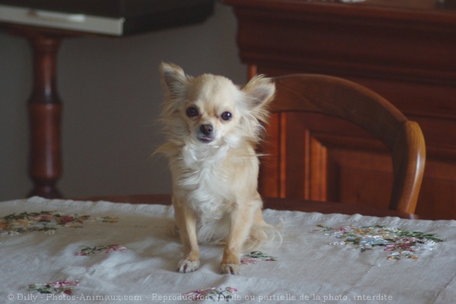 Photo de Chihuahua  poil long