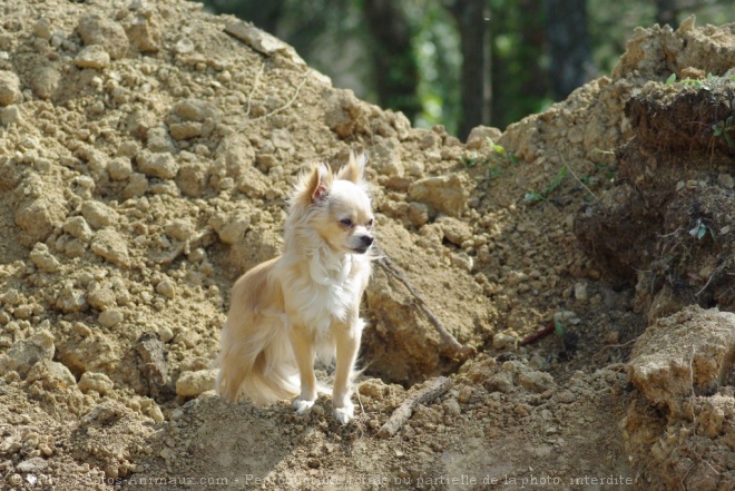 Photo de Chihuahua  poil long