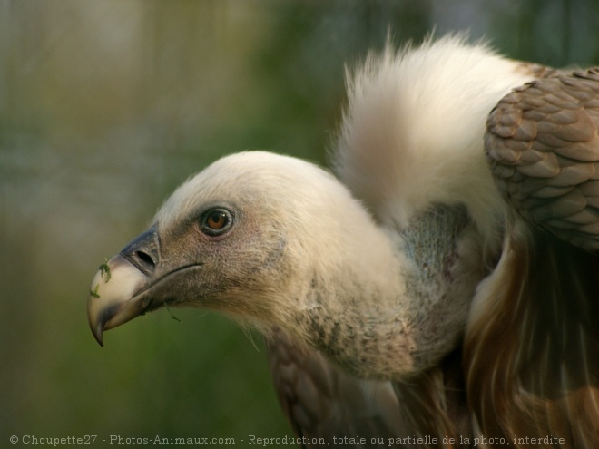 Photo de Vautour fauve