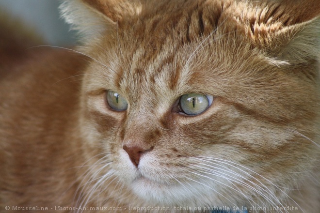 Photo de Chat domestique