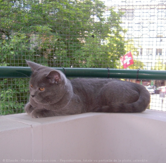 Photo de Chartreux