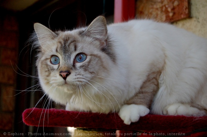 Photo de Sacr de birmanie