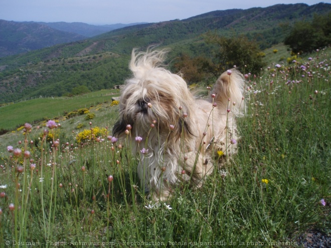 Photo de Shih tzu